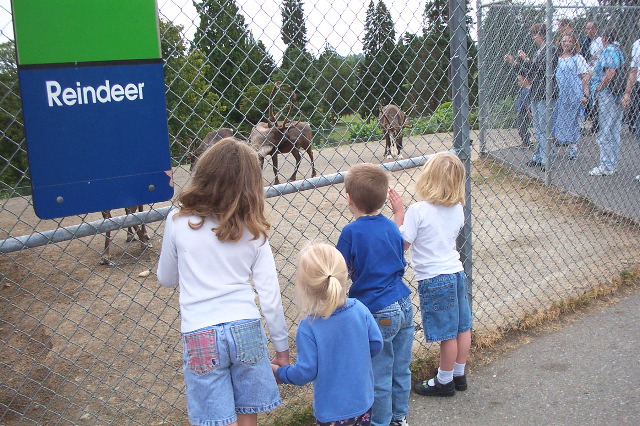 Reindeer