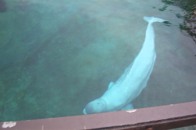 Beluga Whale