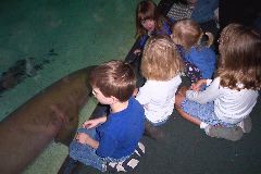 Watching Nurse Sharks