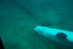 A Whale of a Grin