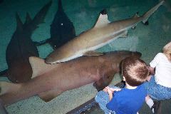 Cool Sharks--3 nurse and 1 black tip reef