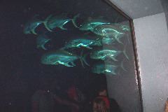 Albacore Tuna