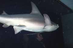 Tiger Shark